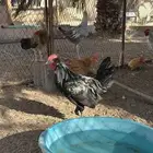 ديكه فحول حقات بيض تخصيب