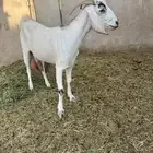ماعز للبيع