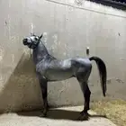 حصان شعبي شيخ