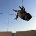 شبكه صيد دخل طيور