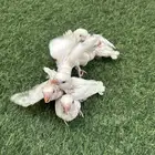 فروخ روز غر