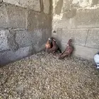 جوز جبه فريده جنسه غير معلوم