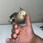 كروان اليف وهدد لون أسود