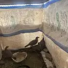 حجل بري العرضيات
