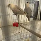 لبيع جوز روز بلد