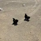 دجاج كوشن قرم