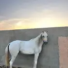 فرس شعبيه