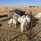 للبيع بهم تربيه حري العدد11 العمر ثلاث شهور