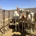 قعدان مفروده