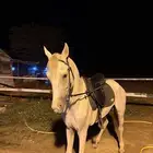 خيل شعبي سعر طيب