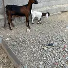 1 ماعز معها تيس روم وديس طيب