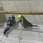 بادجي