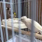 للبيع جوز الذكر كناري والانثى حسون سوري لنتجو يجيبون بندوق