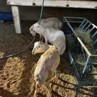 حلال رفيدي