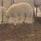 الطايف السديرة الحمادين