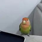 ببغاء روز