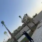 نخيل واشنطويا للبيع