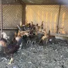 دجاج