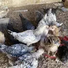 صوص بلدي