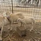 ثلاث ضان مناتيج صحتها سليمه