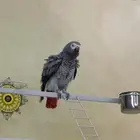 كاسكو للبيع