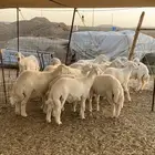 عقيقه حري ذبايح مناسبات ذبائح ثلاجه يوجد صلخ وتوصيل