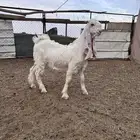 تيوس مشاريع فحول