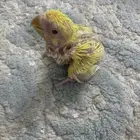 فرخ روز لاتينو