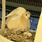 حمام يا كريم