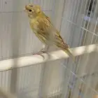 كناري ازابل كرست حامل ساتين