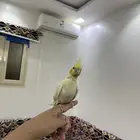 كروان العمر شهرين ونصف اليف جدا  ولعوب