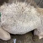 حاشي لباني مشروط والطعم تحدي