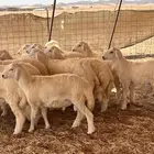 17 طليان مراح واحد تم البيع