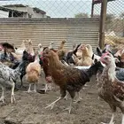 دجاج بلدي وفيومي