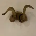 قرون طبيعة