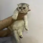 قطه كيتن استكوش فولد