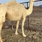 لقحه وضحاء ملاقي كفو ب 7500 تم البيع