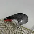 للبيع كاسكو