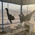 دجاج بكستاني