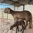 نعجه ساكنيه