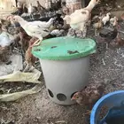 ديوك