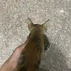 قطط للتبني