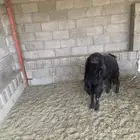 تيس فحل مشروط