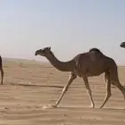 بكره على المتحد العبيد