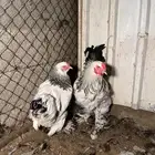 ديك ودجاجة براهما