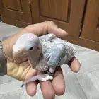 فرخ درة نيبالي