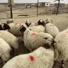 خرفان نعيم فاخره