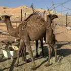 قعدان أعمارها 9 شهور