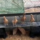 حمام زاجل لون اصفر فاخر
