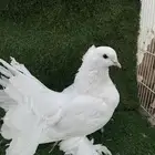 ذكر هزازي زينه